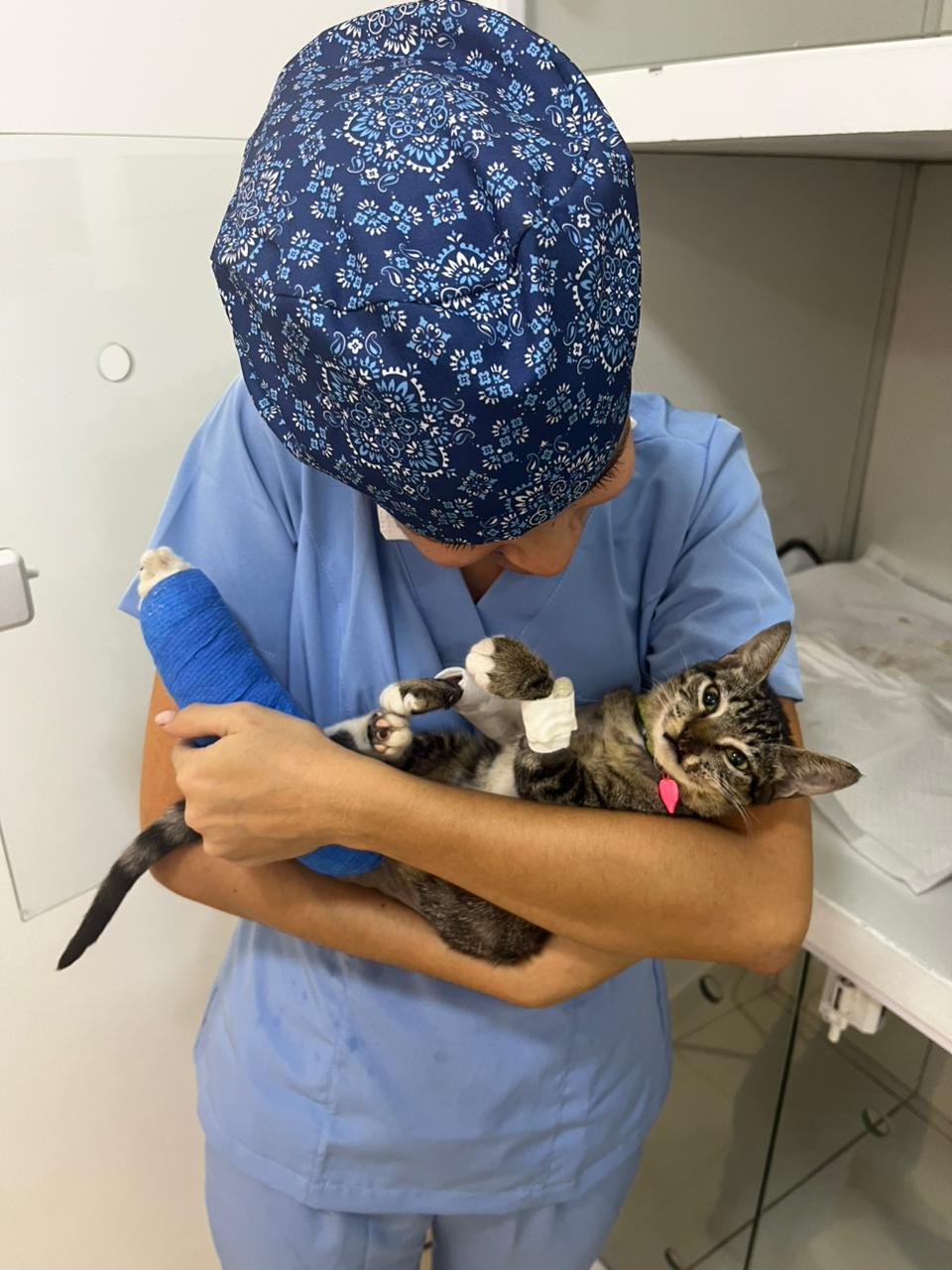 Veterinária cuidando de um gato ferido com carinho